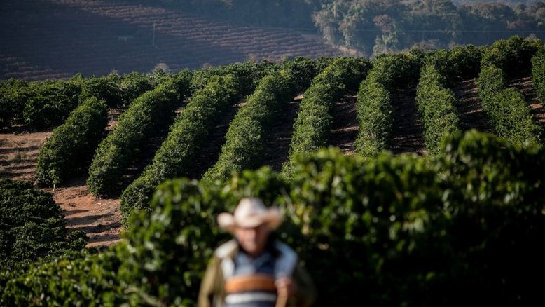Café arábica cai 2,5% na ICE, açúcar bruto também fecha em baixa