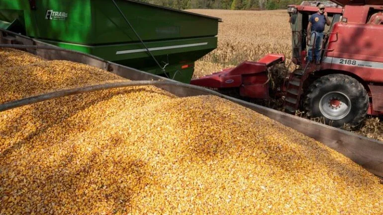 Colheita de milho do Brasil tem ritmo acima da média apesar de chuvas, diz AgRural