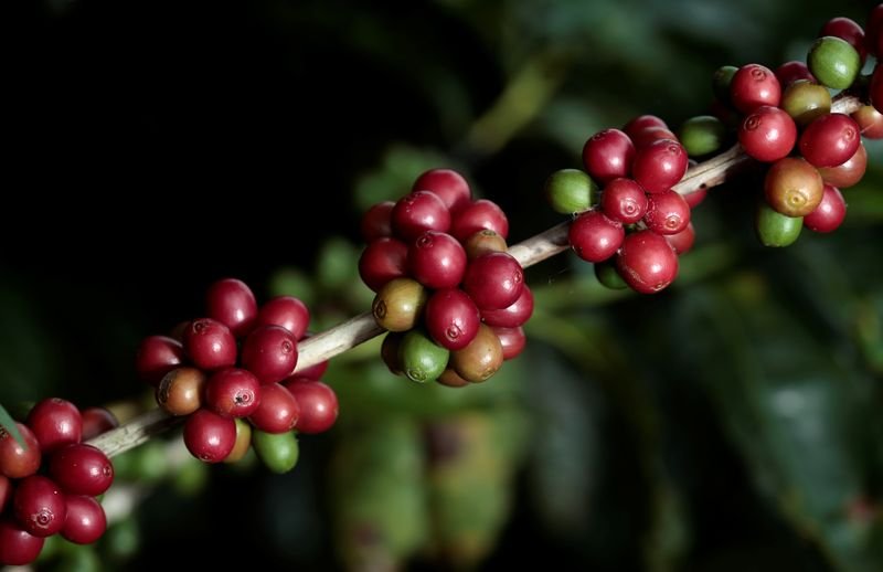 IBGE reduz previsão de safra de café do Brasil; colheita da Cooxupé atinge 7%