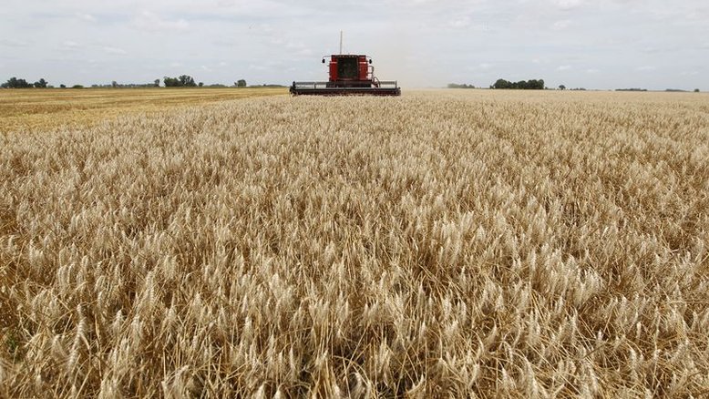 Chuvas prejudicam plantio de trigo no Rio Grande do Sul, diz FecoAgro