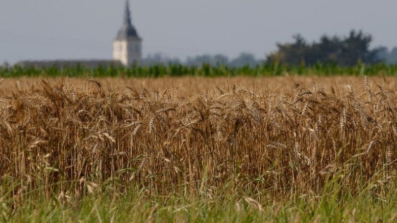 Colheita de trigo começa cedo na França após onda de calor