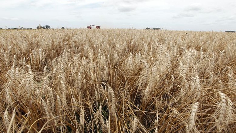 Com escassez mundial de trigo, agricultores da Argentina se preocupam com safra