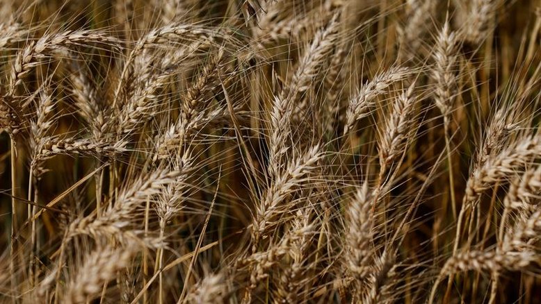 Brasil planta maior safra de trigo em 32 anos e projeta colheita recorde