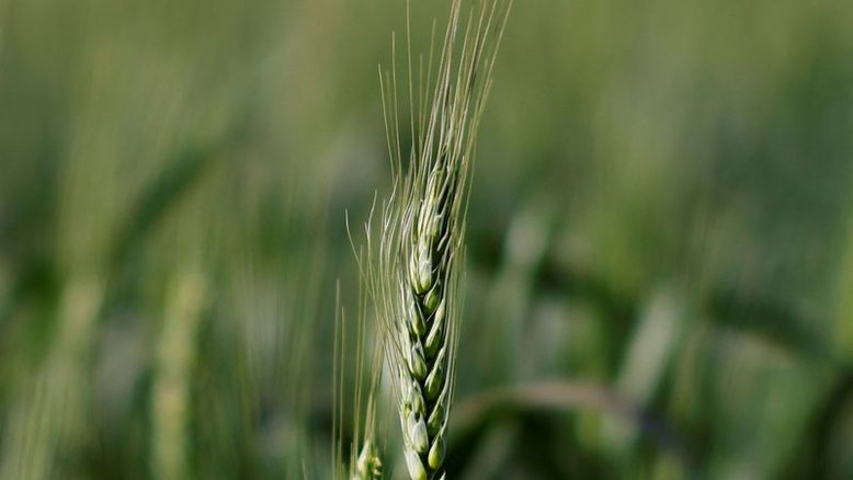Com tempo aberto, plantio de trigo salta no Rio Grande do Sul e atinge 80% da área