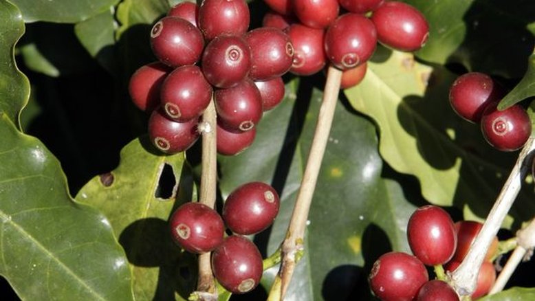 Indústria de café do Brasil vê alívio na oferta só em 2024, diz presidente da Abic