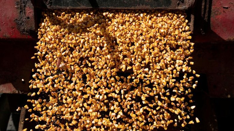 Milho e soja se firmam em Chicago em meio a temores com clima dos EUA; mercado aguarda USDA