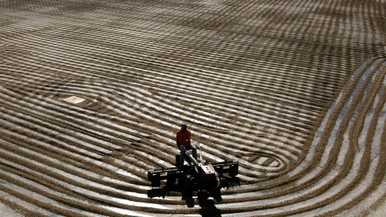 Café arábica cai mais de 3% na ICE;  açúcar bruto também recua