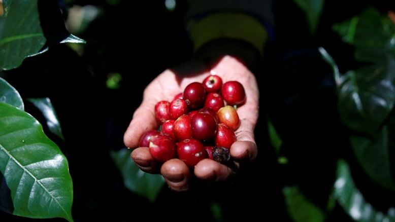 Café arábica estende recuperação e fecha em alta na ICE; açúcar também sobe