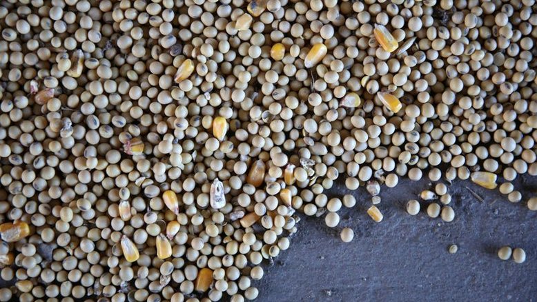 Futuros de milho e soja sobem em Chicago; trigo recua