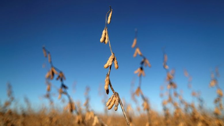 Mais lentas, vendas de soja 2022/23 do Brasil atingem 13,4% da produção esperada, diz Datagro