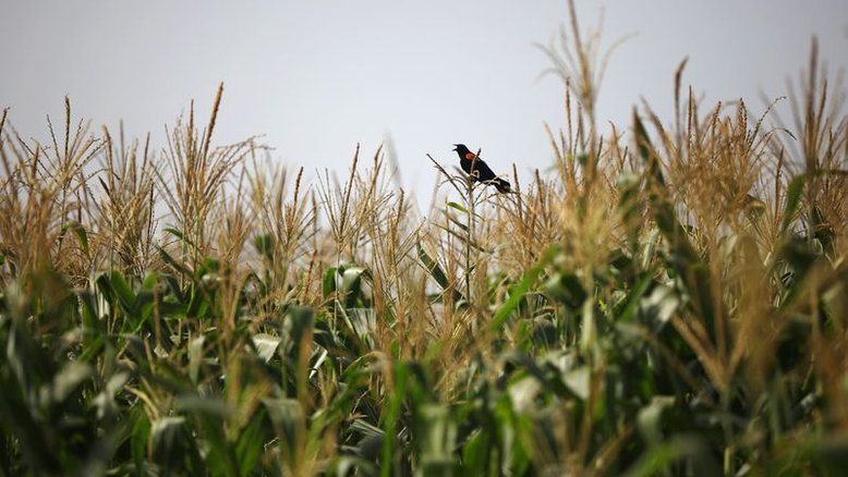 Colheita de milho atinge 94% das áreas em MT, diz Imea; Pátria vê 63,4% para Brasil
