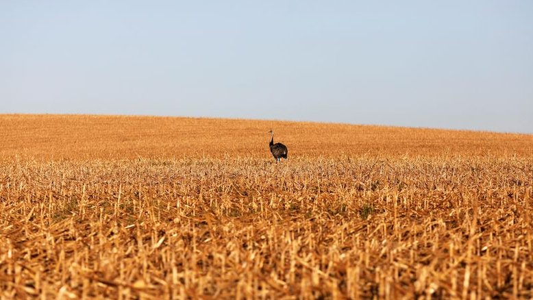 AgRural eleva previsão da 2ª safra de milho do Brasil; colheita pressiona preço