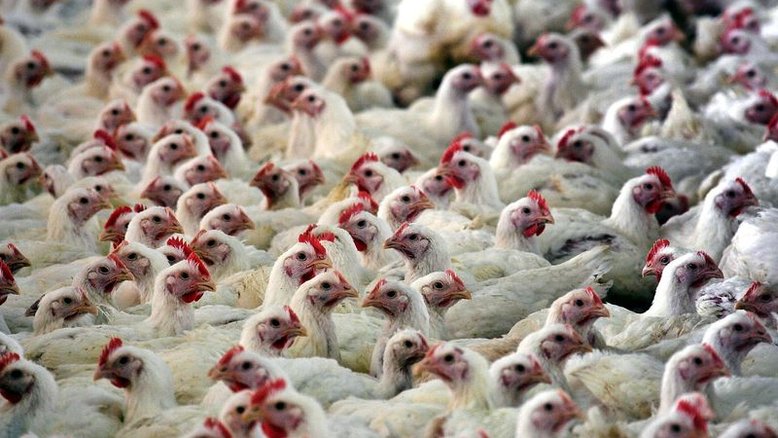 Inflação global de alimentos cria oportunidade para indústria de carnes do Brasil