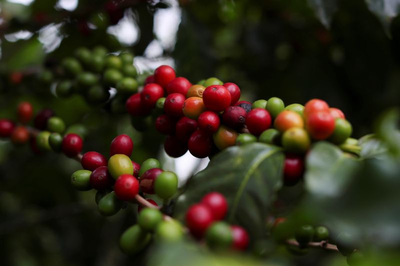 Colheita de café do Brasil avança para 75% do total, mas mantém atraso, diz Safras