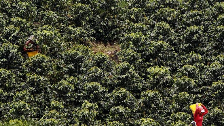 Grupo Lavoro adquire Provecampo, distribuidora de insumos agrícolas na Colômbia