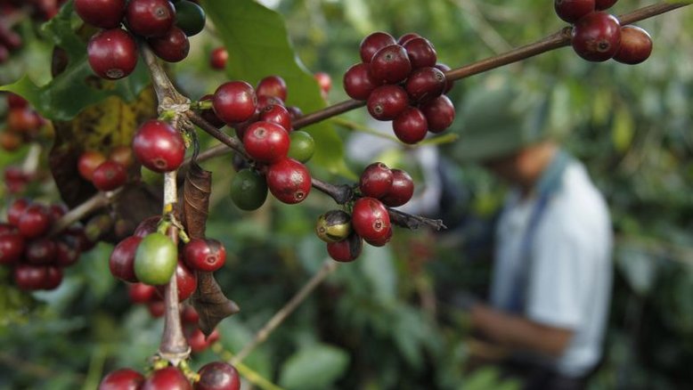 Exportação de café verde do Brasil tem menor volume para julho desde 2018, diz Cecafé