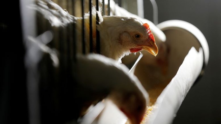 Aurora pede ação do governo para reduzir tarifas na exportação de frango e suínos