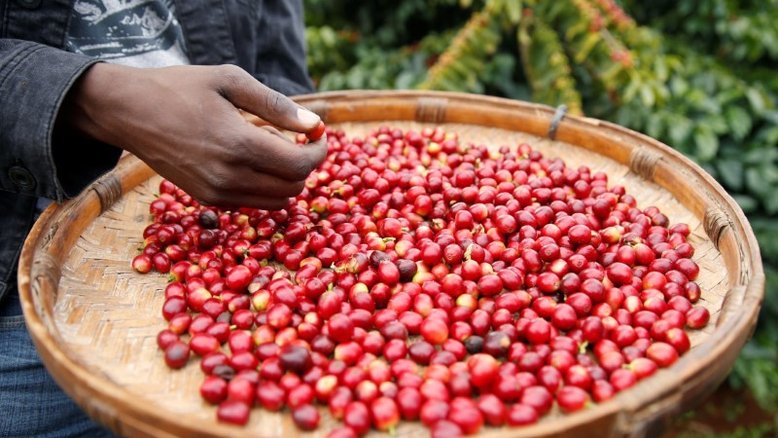 Colheita de café no Brasil avança para 89% e iguala ritmo de 2021, diz Safras