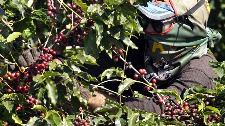 IBGE eleva previsão de safra de café do Brasil para 53,2 mi sacas