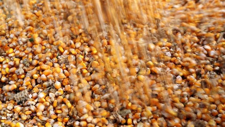 Strategie Grains reduz safra de milho da UE e eleva projeção de importação