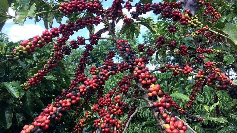 Café robusta atinge máxima de 5 meses e meio por restrição de oferta