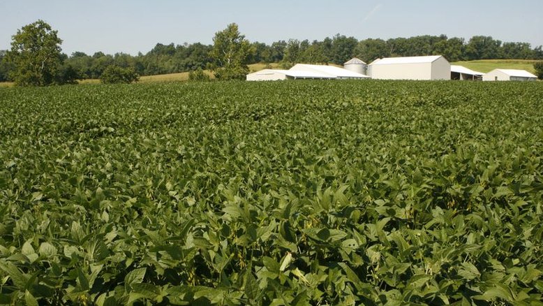EUA devem colher maior safra de soja de sua história, diz USDA