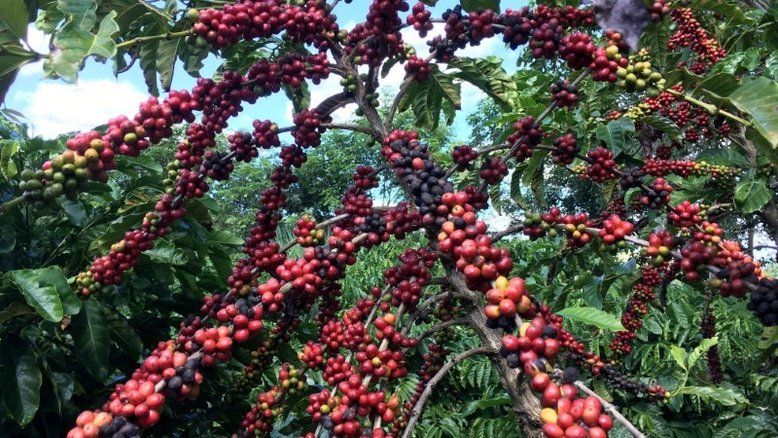 Café robusta atinge máxima de 5 meses e meio; arábica também sobe
