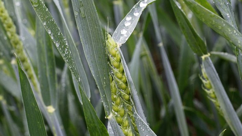 Rio Grande do Sul conclui plantio de trigo, diz Emater-RS; alerta para efeitos da chuva