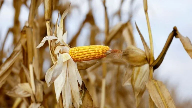 TerraMagna oferece ferramenta para minimizar risco na venda de insumo agrícola