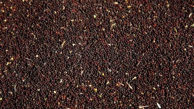 Colheita de canola do Canadá é menor que o esperado, produção de trigo um pouco maior