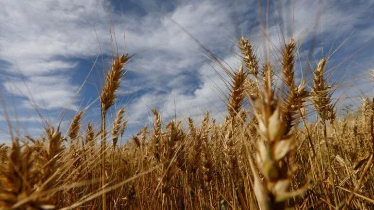 Trigo atinge máxima de 2 meses com preocupações da Ucrânia; soja cai