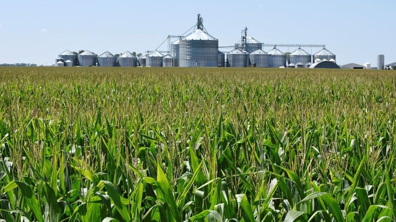 Contratos futuros dos grãos recuam em Chicago por temores econômicos