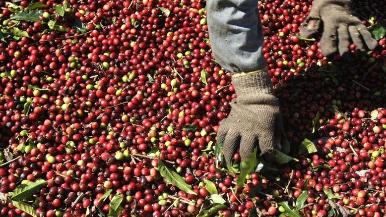 Café arábica atinge mínima de 3 meses na ICE com melhora das perspectivas de oferta