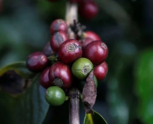 Vendas de café do Brasil atingem 60% do total, diz Safras, que vê produção menor