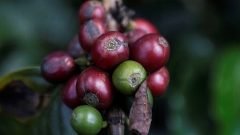Vendas de café do Brasil atingem 60% do total, diz Safras, que vê produção menor