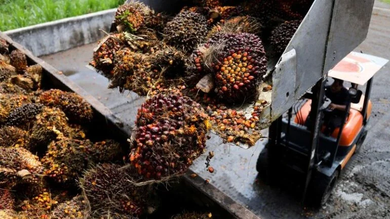 Preços do óleo de palma sobem conforme chuvas reduzem produção e demanda se fortalece