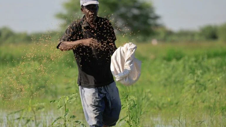 Limites da Índia à exportação de arroz encerram década de estabilidade de preços