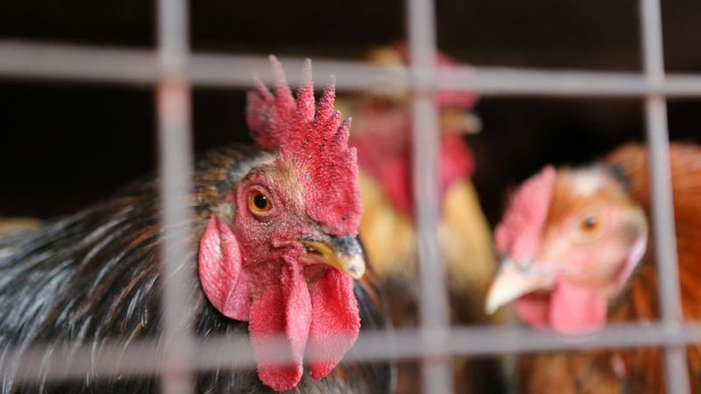 México detecta cepa grave de gripe aviária em fazenda perto de fronteira com os EUA