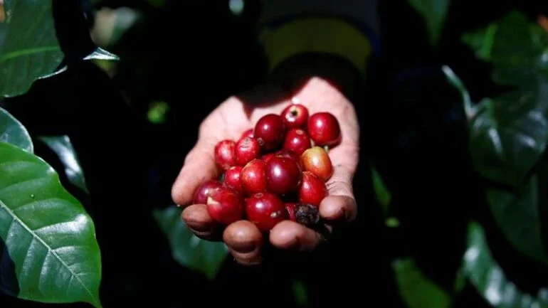 Produção de café da Colômbia cai 12% em outubro