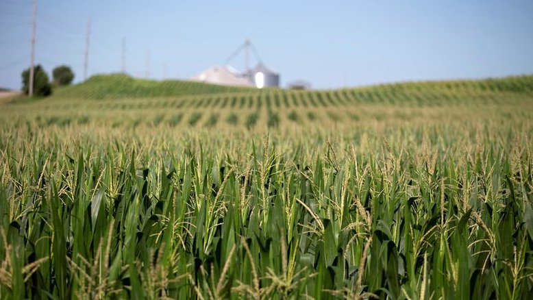 Produtores dos EUA vão semear mais milho e trigo, menos soja em 2023/24, diz USDA