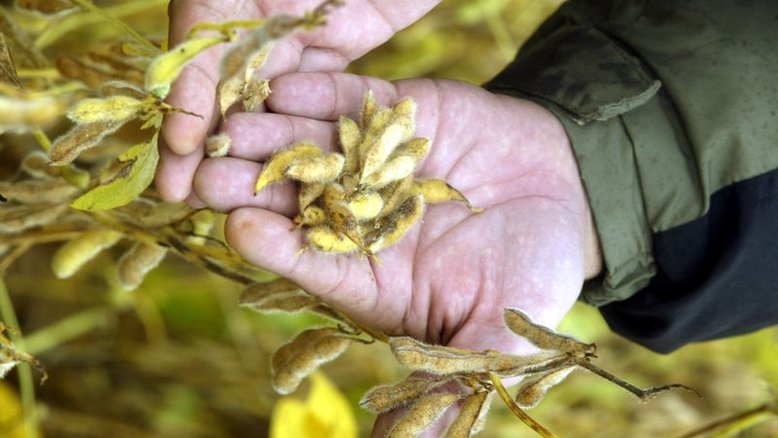 Chuvas trazem alívio aos pampas secos da Argentina e estimulam plantio de soja