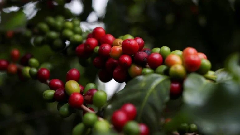 Agricultores e agrônomos do Brasil rebaixam expectativas da safra de café de 2023