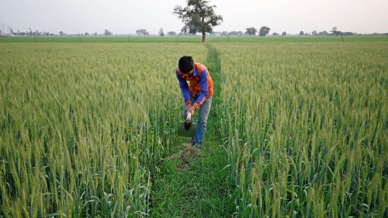Área de plantio de trigo da Índia aumenta quase 11% na esteira de preços recordes