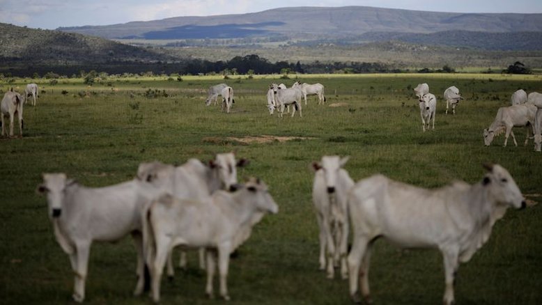 ONG britânica vê uso excessivo de antibióticos por criadores de animais no Brasil