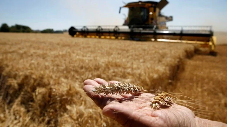 Agricultores da França aumentarão área de trigo soft para 2023, diz ministério