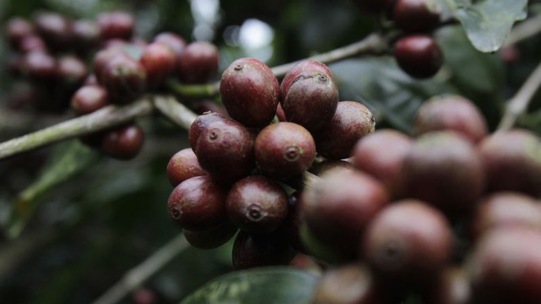Traders divulgam mais estimativas sobre a próxima safra de café do Brasil