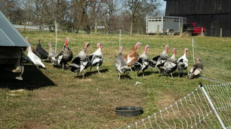 Hungria relata surto de gripe aviária H5N1 em fazenda de perus