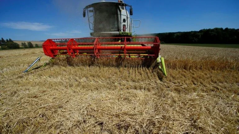Agricultores alemães plantam mais colza e menos trigo de inverno para 2023
