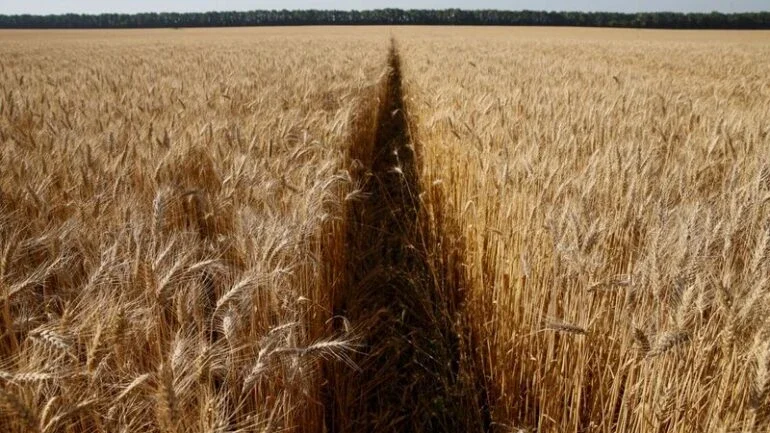 Argentina tem trigo suficiente para Brasil, mas preço preocupa, diz Abitrigo