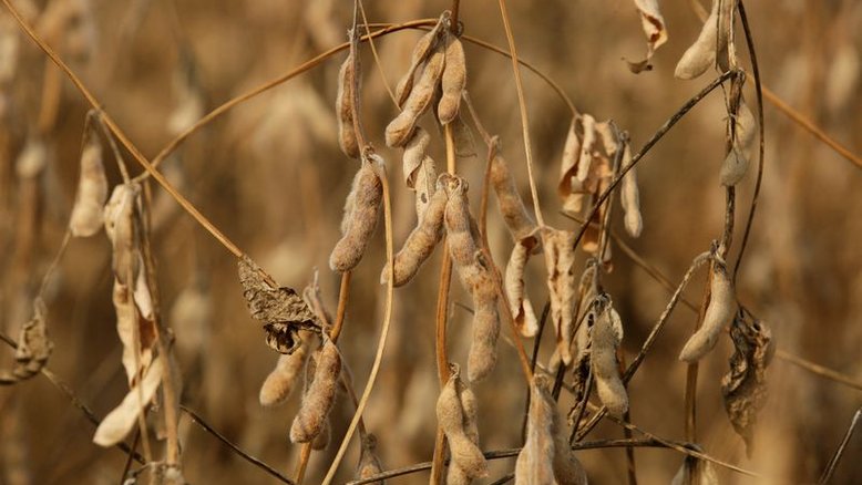 Colheita de soja atinge 64% da área no Brasil; plantio de milho, 94%, diz AgRural